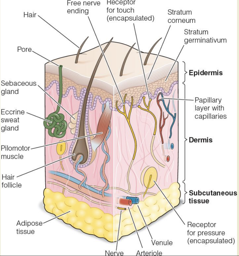 <p>epidermis: avascular outer layer</p><p>dermis: connective tissue, sensory nerve fibers, capillaries, collagen, elastin</p><p>subQ: adipose tissue</p>
