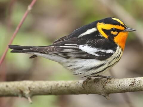 <p>Blackburnian Warbler </p>