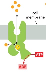 <p>What type of pump is this?</p>