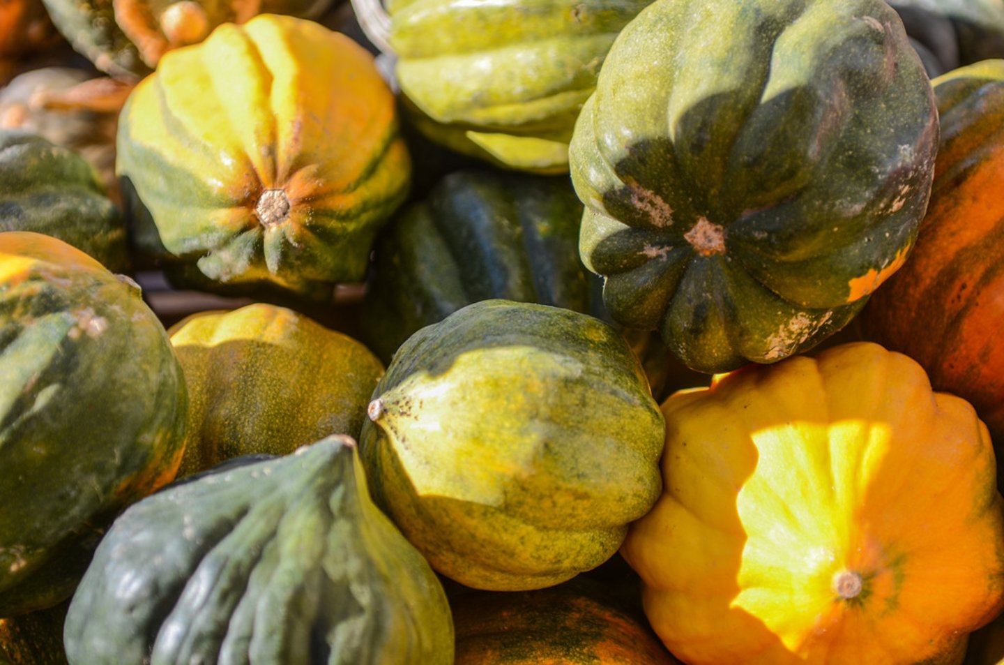 <p>Squash, Pumpkin, Gourd</p>