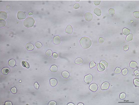 <p>Identify the following starch granules</p>