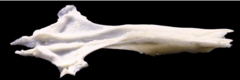 <p>encompasses the presphenoid</p>
