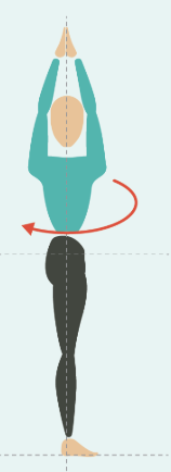 <p>Right rotation of the vertebral column </p>