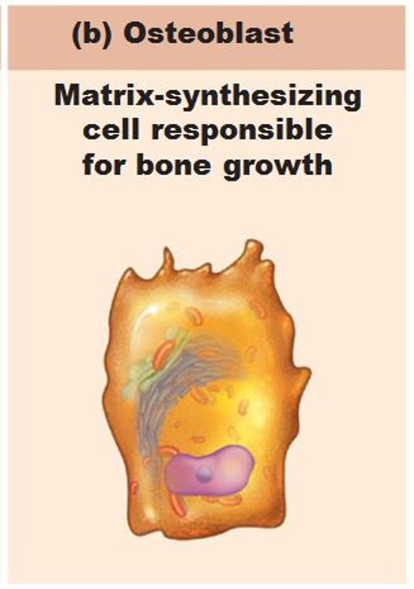 <p>builds up bone and increases bone density and forms bone matrix</p>