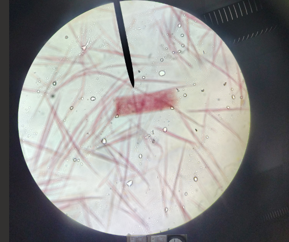 <p>Questions about what its pointing at </p><ol><li><p>Tissue</p></li><li><p>Cell name</p></li><li><p>Specific Name</p></li></ol><p></p>