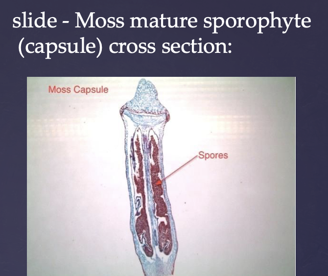 <p>Mature moss specimen. The spores are ALWAYS haploid</p>
