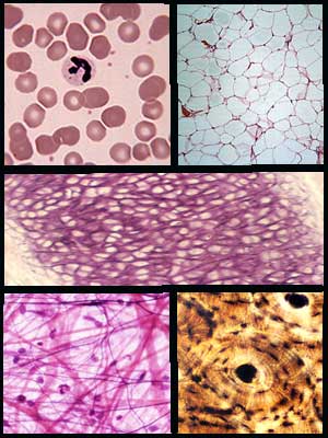 <p>Connective Tissue</p>