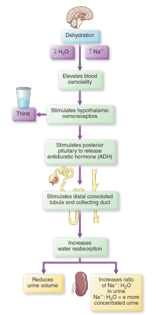 <p><strong>Action of antidiuretic hormone (ADH)</strong></p>