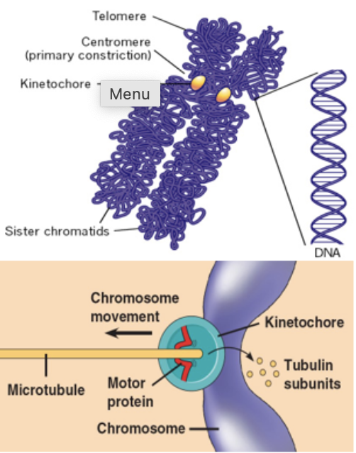 <p>protein complex associated with centromere, acts as microtubule motor, causing shortening of  microtubule fibers and movement of sister chromatids to opposite sides of the cell</p>