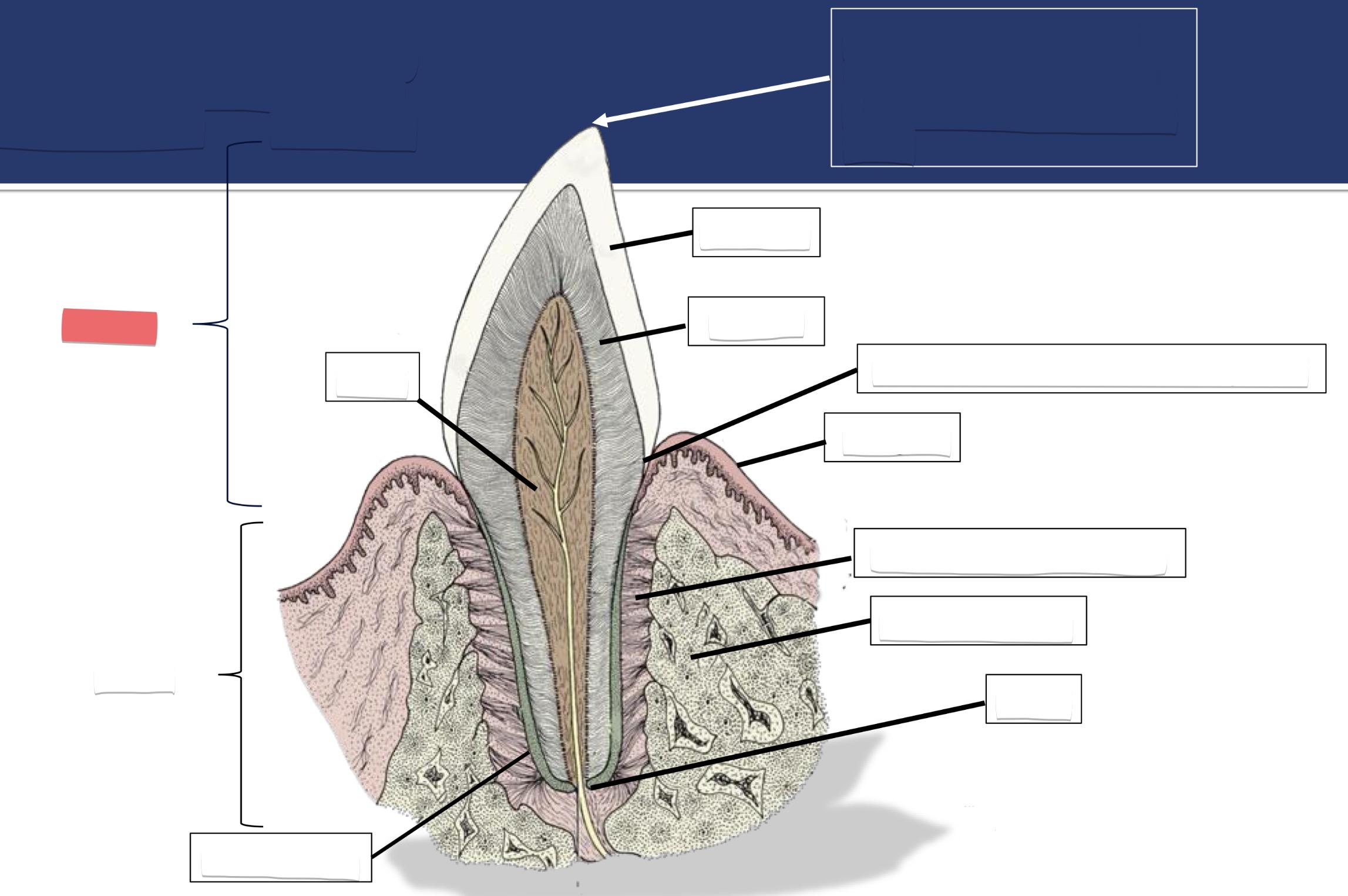 <p>Label this part of the tooth.</p>