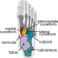 <p>Mnemonic for the Tarsals?</p>