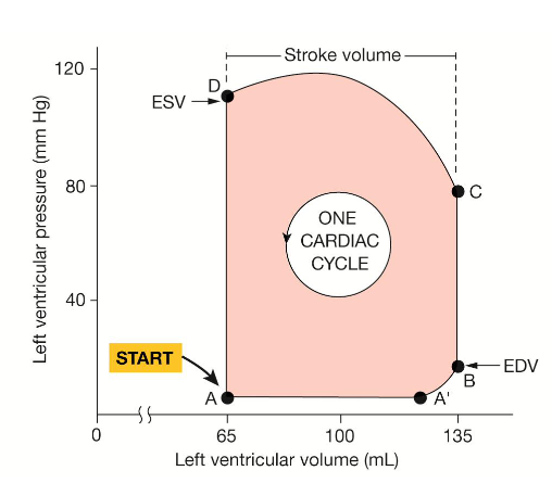 <ul><li><p><span style="background-color: transparent;">Ventricular Filling: A-B</span></p></li><li><p><span style="background-color: transparent;">Ventricular Ejection: C-D</span></p></li><li><p><span style="background-color: transparent;">Ventricular Isovolumic Contraction: B-C</span></p></li><li><p><span style="background-color: transparent;">Ventricular Isovolumic Relaxation: D-A</span></p></li><li><p><span style="background-color: transparent;">AV Closing: B</span></p></li><li><p><span style="background-color: transparent;">AV Opening: A</span></p></li><li><p><span style="background-color: transparent;">SL Closing: D</span></p></li><li><p><span style="background-color: transparent;">SL Opening: C</span></p></li><li><p><span style="background-color: transparent;">ESV: D-A</span></p></li><li><p><span style="background-color: transparent;">EDV: B-C</span></p></li><li><p><span style="background-color: transparent;">Atrial Contraction: A-B</span><br><br><span style="background-color: transparent;">Systolic Blood Pressure - 120</span><br><span style="background-color: transparent;">Diastolic Blood Pressure - 80</span><br><br>First Heart Sound(lub):<br>Second Heart Sound(dup):<br><br>Stroke Volume: C-D or EDV - ESV</p></li></ul><p></p>
