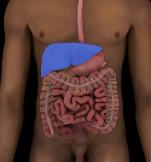 <p>produces and secretes bile, processes the products of digestion, stores glycogen, largest internal gland and is situated under the diaphragm in the upper right part of the abdominal cavity</p>
