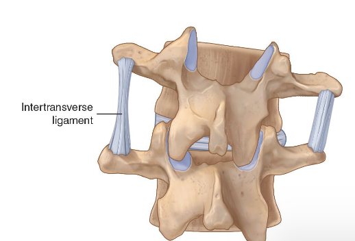 <p>Intertramsverse ligament</p>