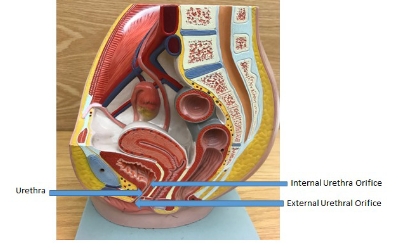 <p>internal urethra orifice, external urethra orifice, urethra</p>