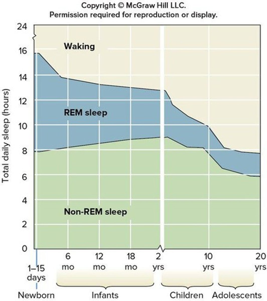 <p>Total daily sleep hours decrease from newborns through adolescents.</p>