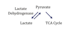 <p>1. ↓ O2 → ↓ Pyruvate entry into TCA → Shunted to Lactic acid production to regenerate NAD+</p><p>2. ↑ Lactic acid → ↓ pH and HCO3</p>