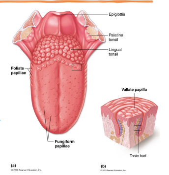 <ul><li><p>receptor organs are taste buds</p><ul><li><p>most located on tongue in papillae </p></li><li><p>few found on soft palate, epiglottis, pharynx, and inner surface of cheeks</p></li></ul></li><li><p>types of papillae:</p><ul><li><p>fungiform → most numerous papillae, taste buds are on superior surface </p></li><li><p>foliate → on lateral edges of tongue, taste buds located in the side walls</p></li><li><p>vallate → large papillae in a V formation on posterior surface of tongue, taste buds are located in the side walls </p></li></ul></li></ul><p></p>