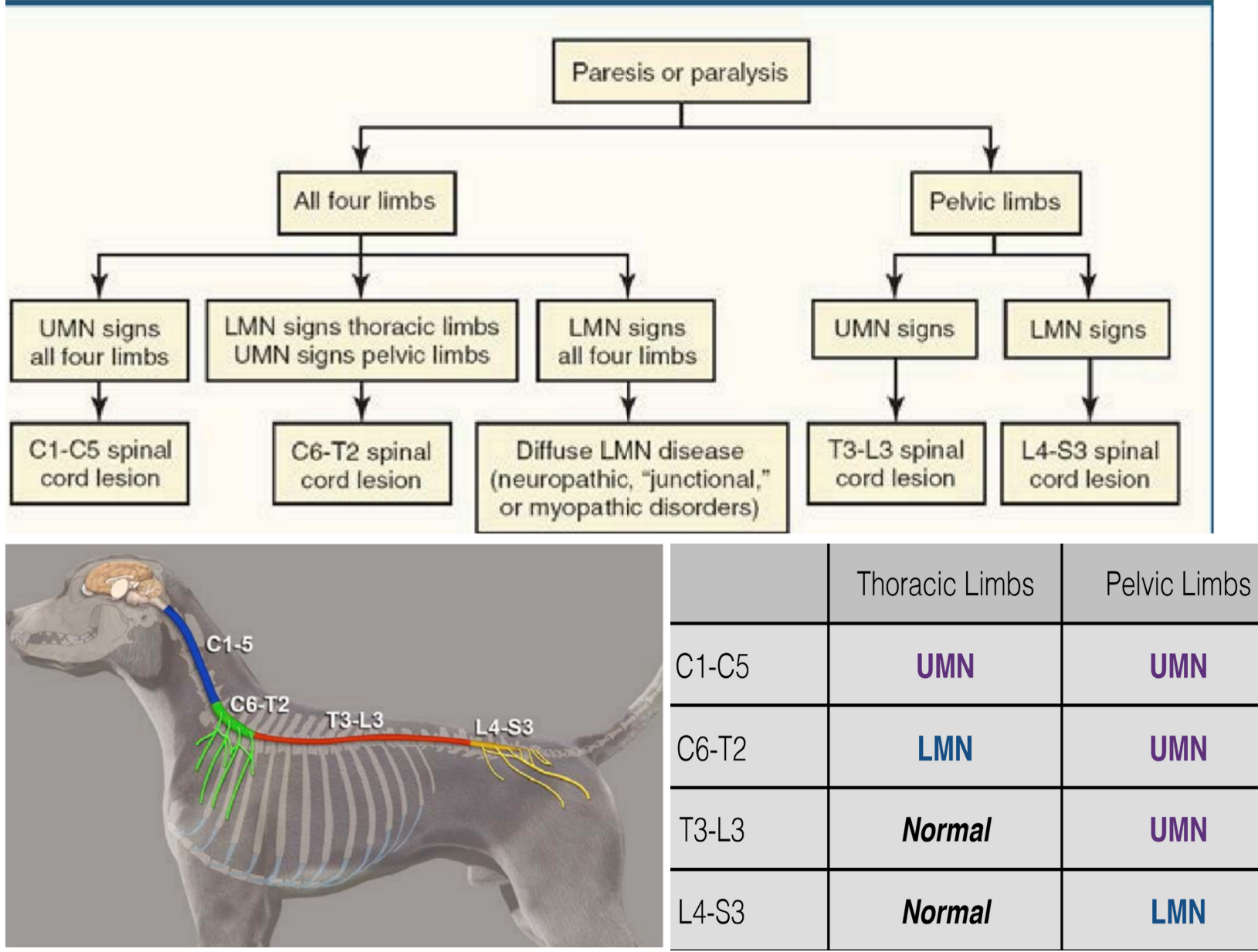 <ol><li><p>T3-L3: bc there’s no LMN signs (= not L4) &amp; thoracic limbs norm (= not C1 or C6)</p></li><li><p>C1-5: can’t be C6 bc no LMN signs</p></li><li><p>lesion ISN’T in SC → its in nerve roots, peripheral n., NM junction, or muscle (WON’T cause proprioceptive ataxia bc this affects white, not grey matter of SC)</p></li><li><p>C6-8: this is a more specific scenario bc this region innervates muculocutaneous n. which normally flexes thor limb, so radial n. is normal (VERY common lesion localization in CSM pt’s)</p></li></ol><p>.</p><p><em>note: 3 is a common situation in pt’s w/ wobbler syndrome (cervical spondylomyelopathy)</em></p><p><em>tip: 1st try to ID affected limbs w/ gait exam, then confirm w/ postural rxns</em></p>