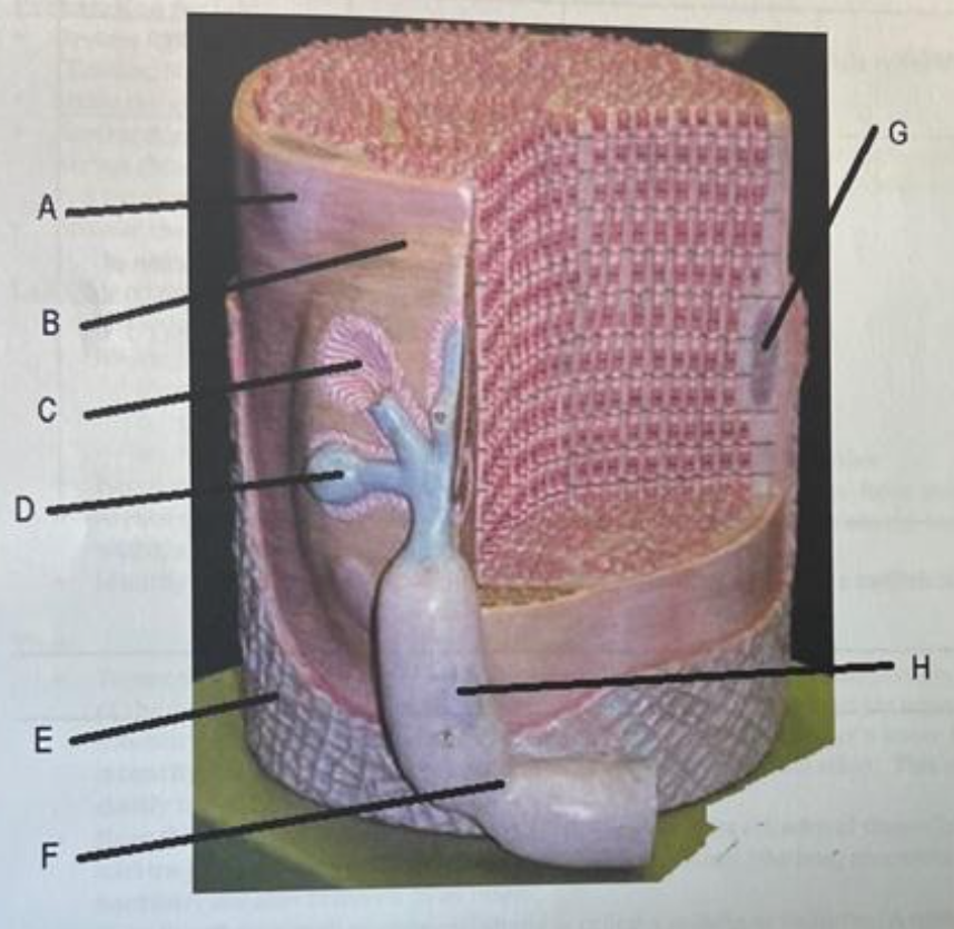 <p>what is “H” </p>