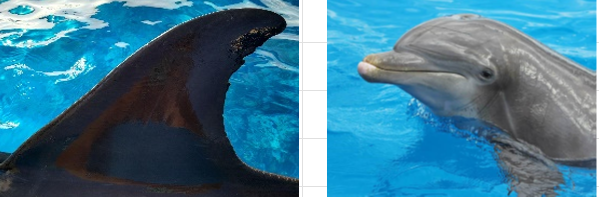 <p>DOB: January 12, 1984</p><p>Key Features: Longest of our dolphins, freckles, notch on peduncle </p><p>Relations: Father of Oli and Surge </p>