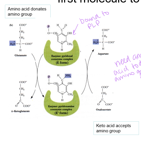 <p>the enzyme-bound pyridoxal phosphate reacts with the amino acid, which forms a schiff base of C=N and after the shift to the double bond, alpha-keto acid is released through hydrolysis of the schiff base and PLP is produced - pyridoxamine phosphate then forms a schiff base with alpha-keto this time, and after the second double bond shift, amino acid is released through hydrolysis of the Schiff base and enzyme-bound pyridoxal phosphate is regenerated </p>