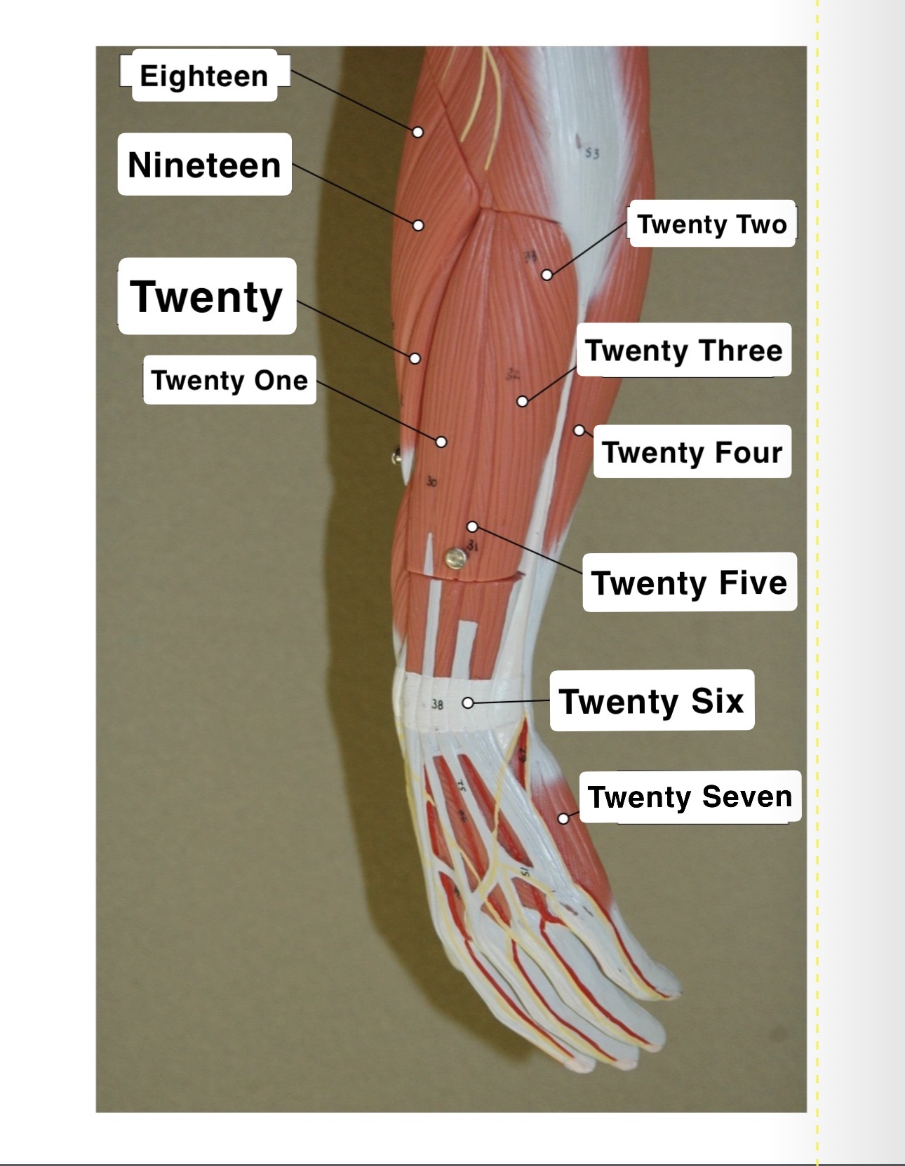 <p>Twenty Five?</p>