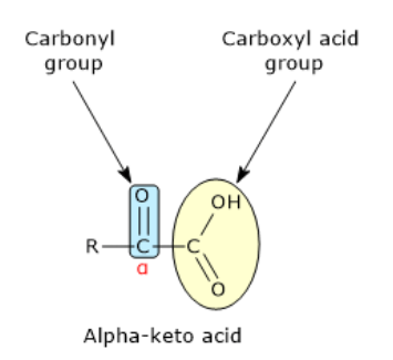 <p>what is an alpha ketoacid </p>
