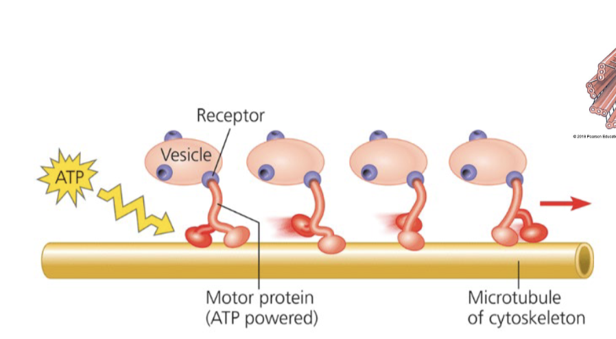 <p>Structure of microtubules</p>