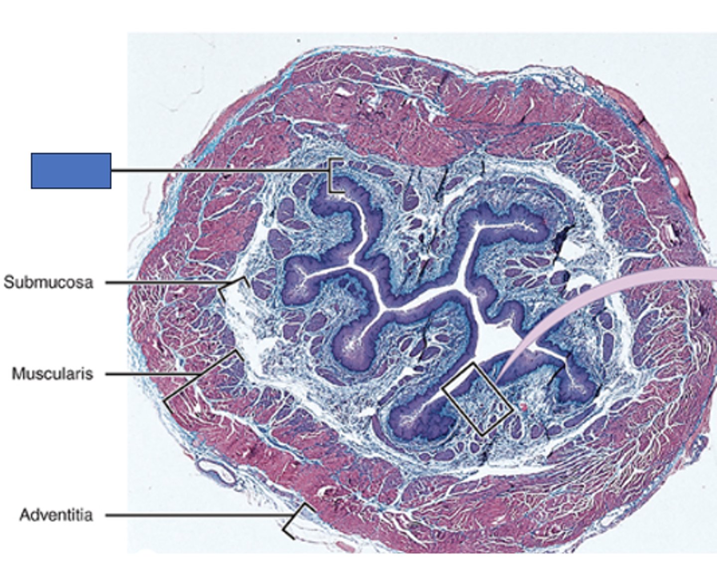 <p>Identify the layer of the esophagus</p>