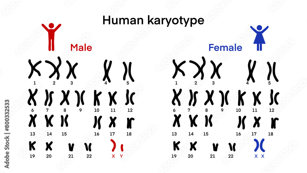 <p>Why do we only see extra or missing chromosomes for the higher numbered pairs of chromosomes?</p>