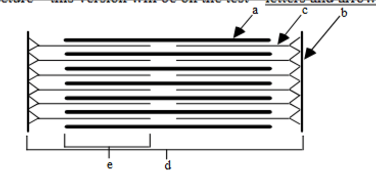 <p>Sarcomere Diagram</p>