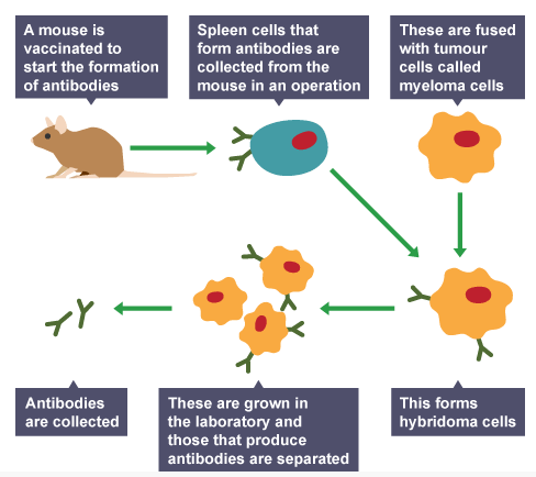 <p>Fully explain the process of producing monoclonal antibodies.</p>