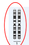 <p>One from eah parent</p><p>The same genes in same positions (can be different alleles)</p><p>Same length and size.</p>