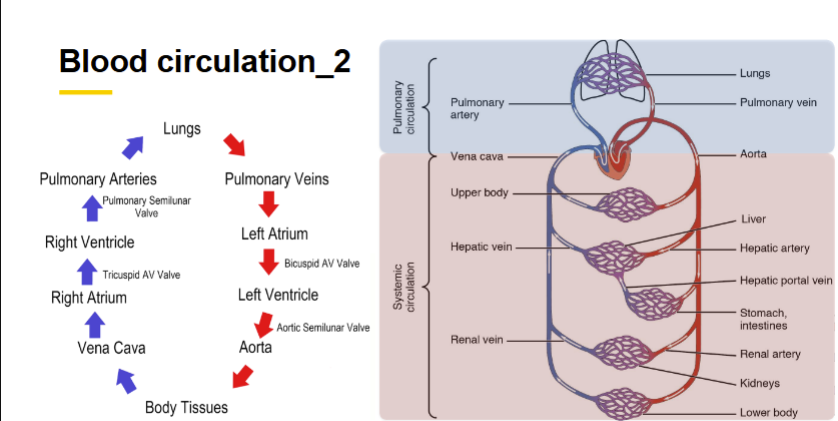 <p>Lungs - Pulmonary Veins - Left Atrium - Left Ventricle - Aorta - Body Tissue - Vena Cava - Right Atrium - Right Ventricle - Pulmonary Arteries</p>