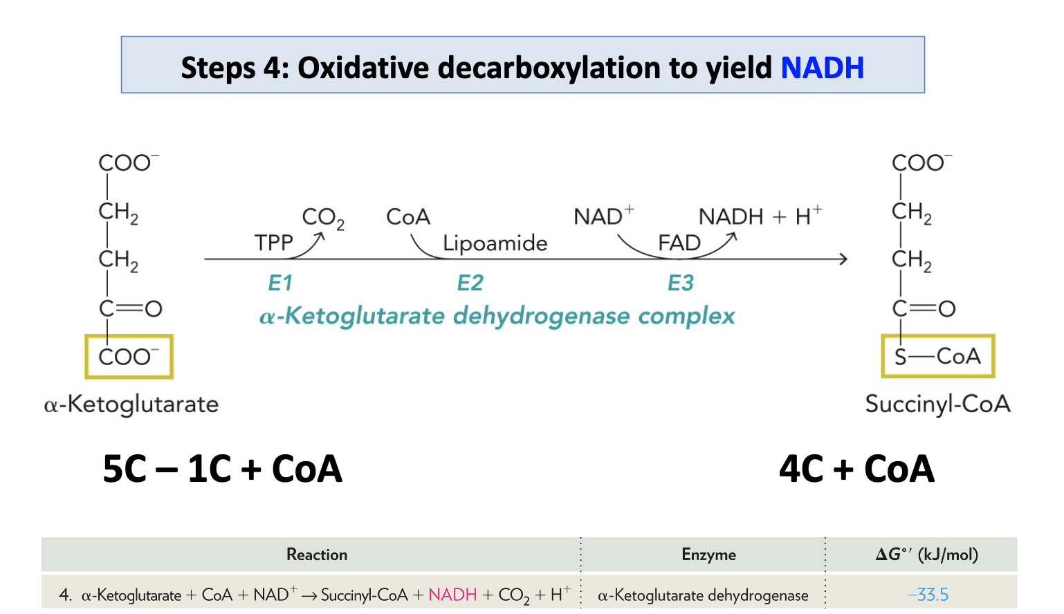 <p>a-ketoglutarate dehydrogenase catalyzes the second oxidative decarboxylation</p>