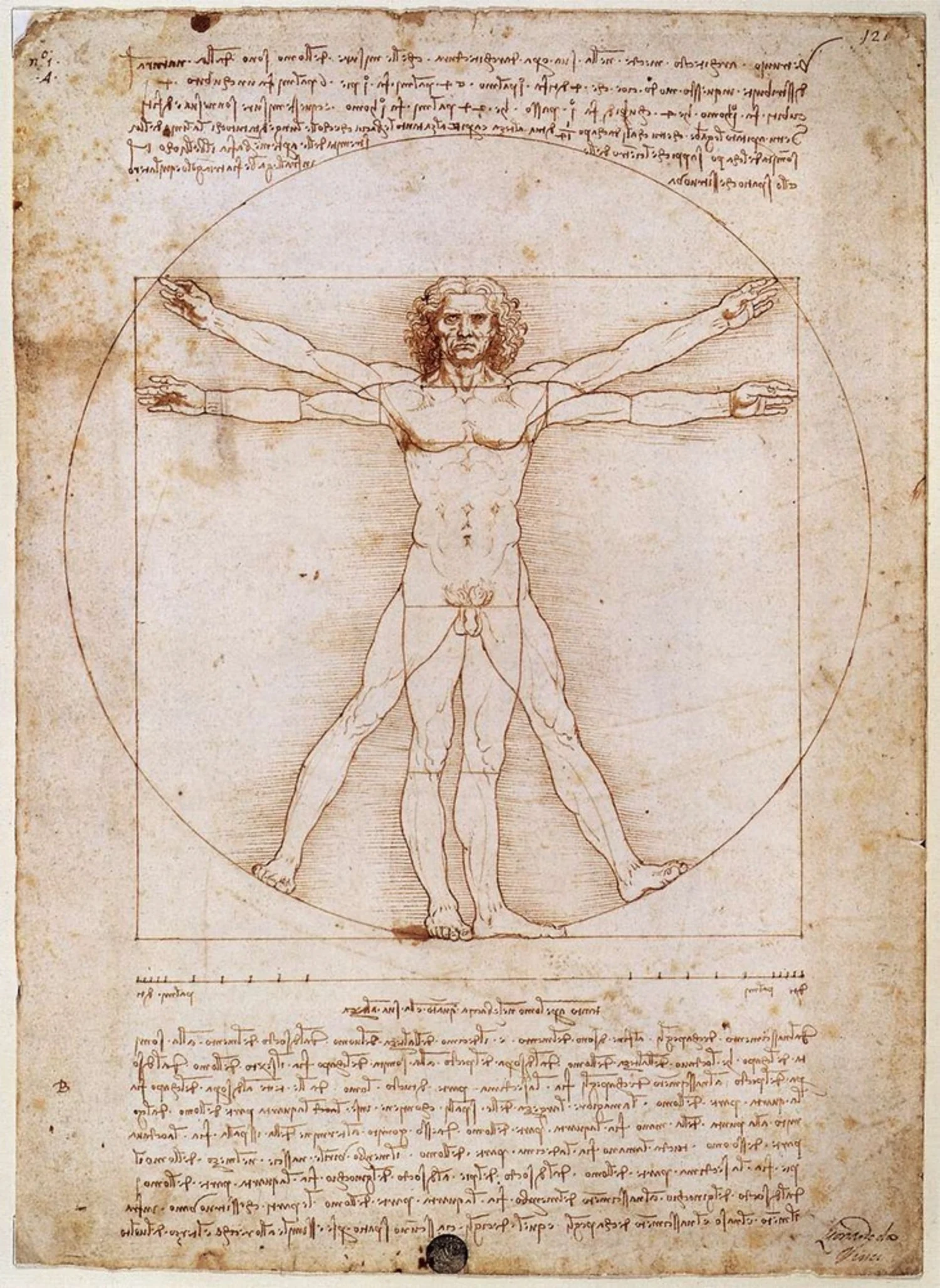 <p>Vitruvian Man- Leonardo da Vinci</p>