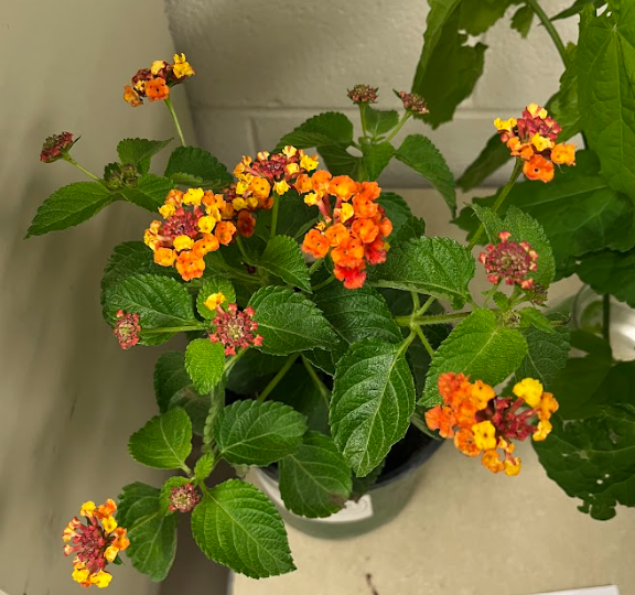 <ul><li><p>heavily invasive</p></li><li><p>sandpaper pubescent</p></li><li><p>pungent</p></li></ul><p></p>