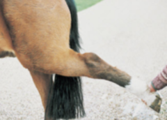 <p>What could be wrong with this equine pelvic limb?</p>