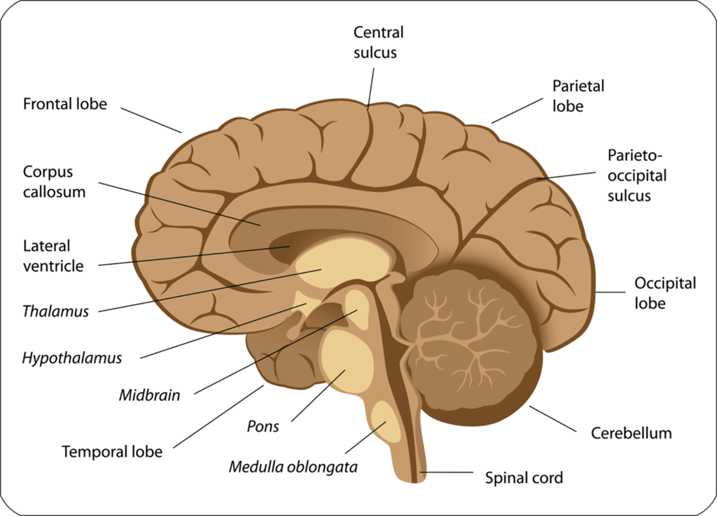 <p>Fine control of movement</p><p>-Structure of the cerebral hemisphere</p><p>"fine control when adding basal to food"</p>