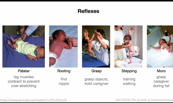 <p></p><p><span data-name="small_blue_diamond" data-type="emoji">🔹</span><strong> Aangeboren reflexen</strong></p><p>Baby’s worden geboren met automatische reacties:</p><ul><li><p>Patelar (leg muscles</p></li><li><p>Rooting (tepel zoeken)</p></li><li><p>Grasp (vastpakken)</p></li><li><p>Moro (schrikreflex)</p></li><li><p>Stepping (loopbeweging)</p></li><li><p>diving reflex (meestal » adem inhouden, hartslag verlagen, minder bloed naar extremiteiten)</p></li></ul><p><span data-name="point_right" data-type="emoji">👉</span><span style="font-family: "Segoe UI Emoji";"> </span><strong>Belangrijk:</strong></p><p>Reflexen = basis voor latere ontwikkeling</p><p>&nbsp;</p><p>moro - hypothese : dat als kind valt en armen omhoog doet kans dat die gevangen wordt groterr is</p><p></p>