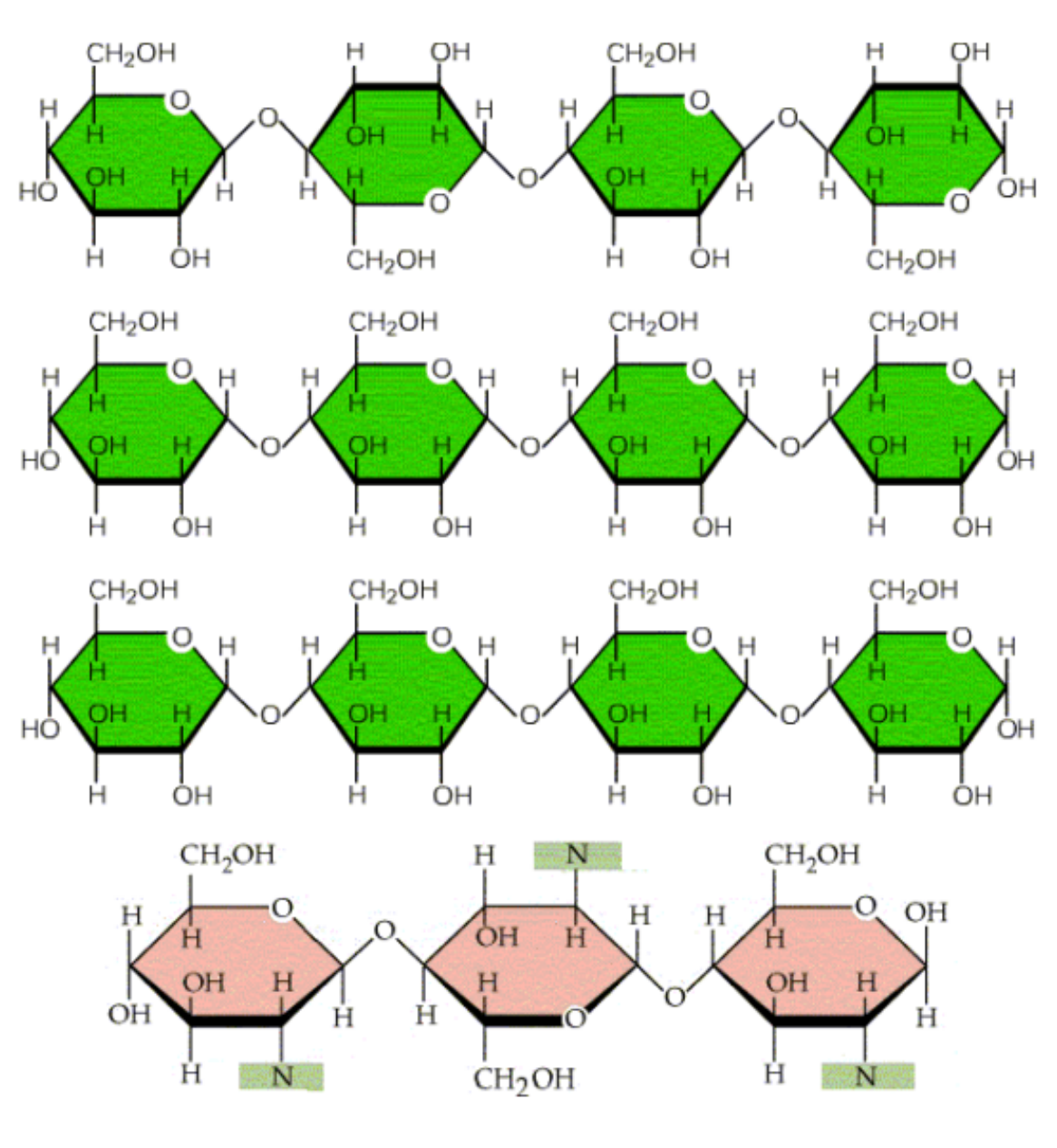 <p>polysaccharides</p>