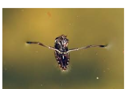 <p>What is the name of this bug</p>