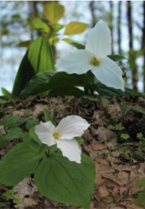 <p>Subs sessile leaves<br>Petals undulate, white, sometimes pale pink<br>Golden anthers</p>