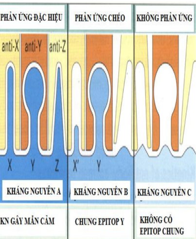 <p>Một kháng thể có thể liên kết với các loại epitop khác nhau có cấu hình không gian tương tự</p><p>Một loại epitop cũng có thể gắn với các loại kháng thể khác nhau có cấu hình ko gian tương tự</p><p>Phản ứng chéo là hiện tượng các KN khác nhau nhưng có cùng loại epitop nên vẫn sinh đáp ứng</p>