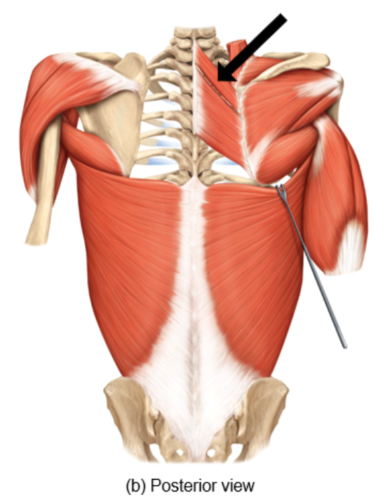 <p>What is the muscle being pointed to? What is its action?</p>