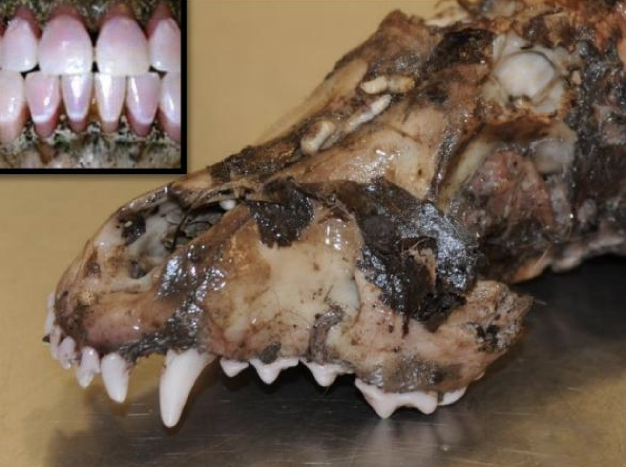<p>postmortem autolysis or pathology</p>