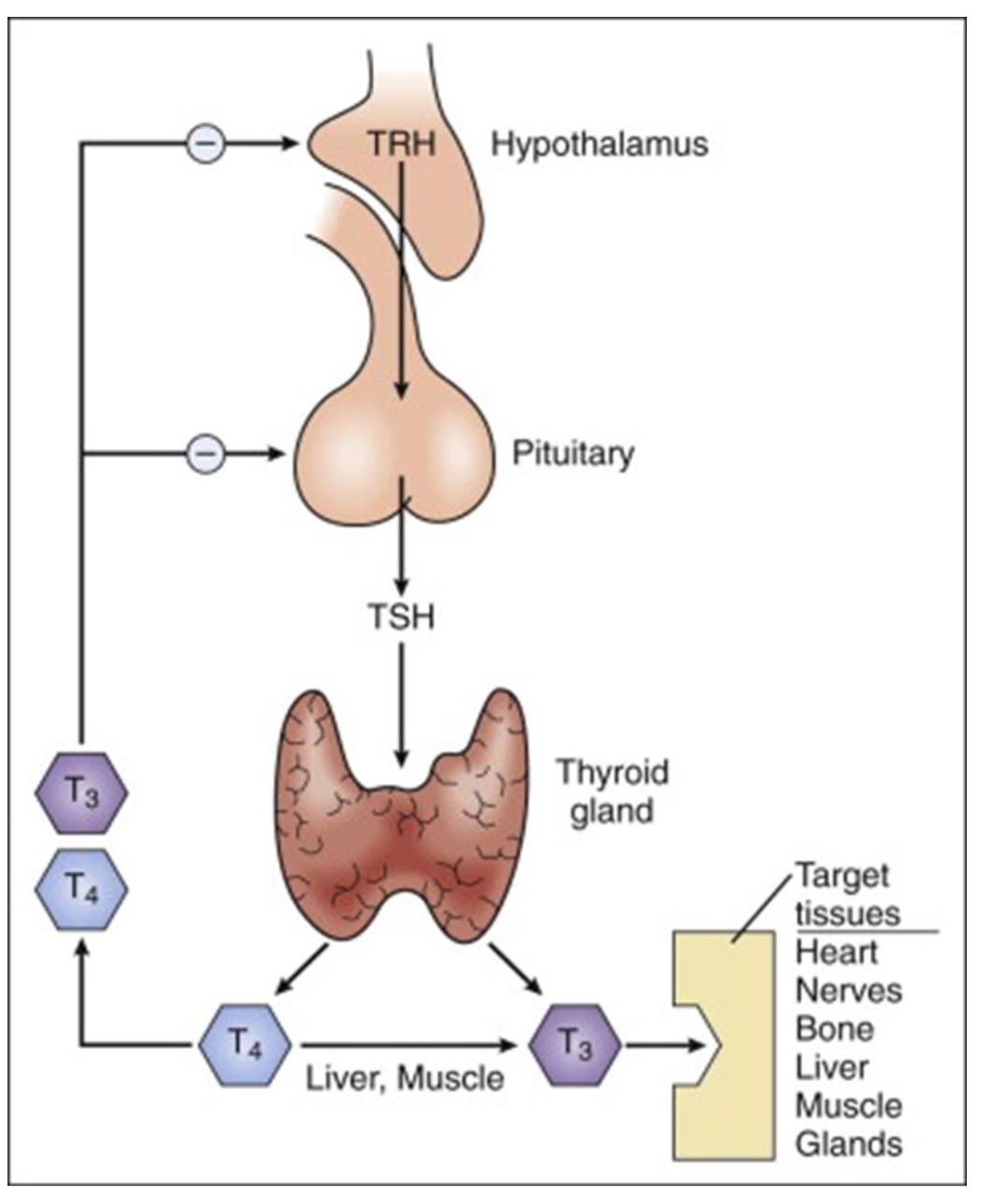 <ul><li><p>Autoimmune disease that attacks and destroys the <span style="color: rgb(8, 250, 55);">THYROID GLAND</span></p></li><li><p>End result: <span style="color: rgb(22, 242, 17);"><strong>PRIMARY HYPOTHYROIDISM</strong></span></p></li></ul><p></p>
