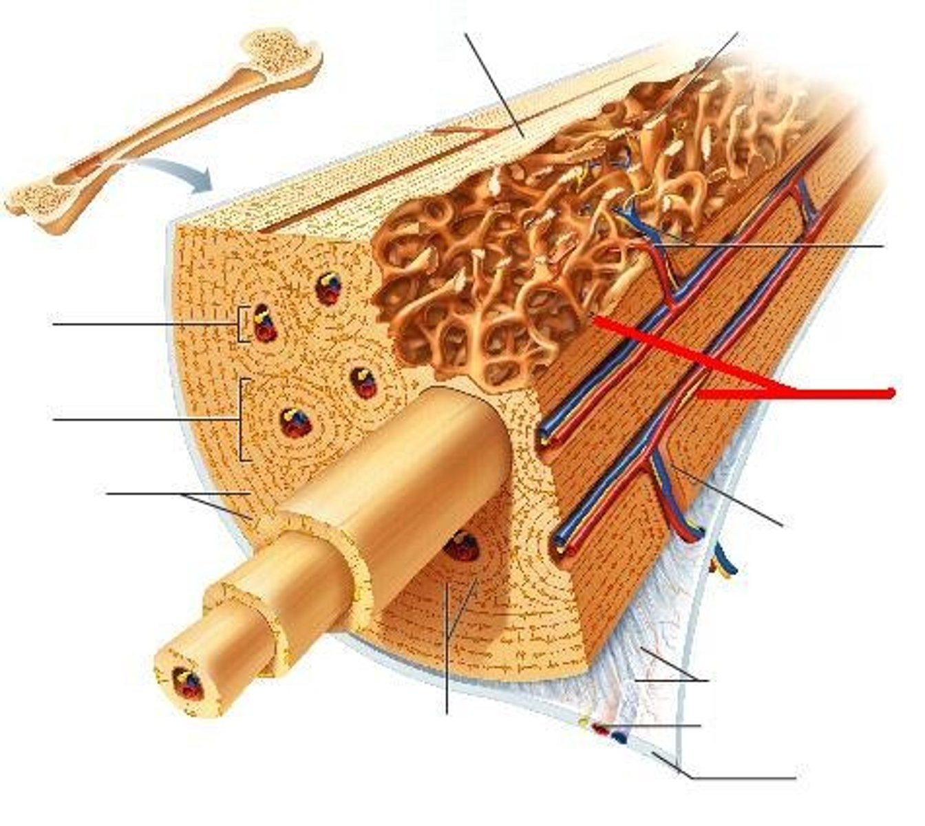 <p>branching ribs of bone hat project into marrow to reinforce framework</p><p>covered by endosteum with no osteons but have concentric lamellae</p><p>no central/perforating canals</p>