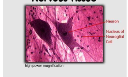 <p>Identify nucleus and neuroglial of the cell</p>